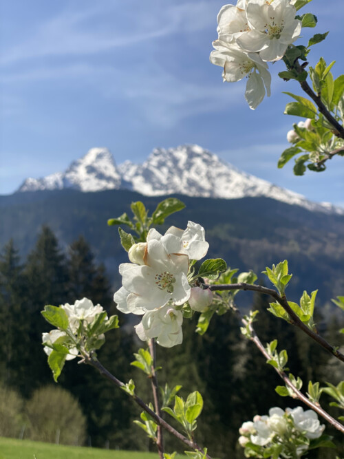 Frühlingsstimmung einfach zum Genießen! Ferienwohnungen Hilde Gerg